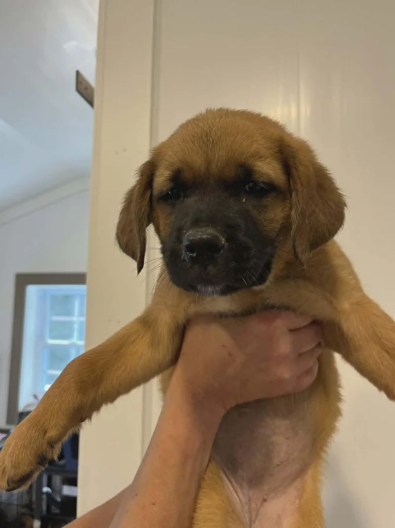 A baby medium-sized female Golden Retriever dog named Lemonade for adoption in Havertown, PA