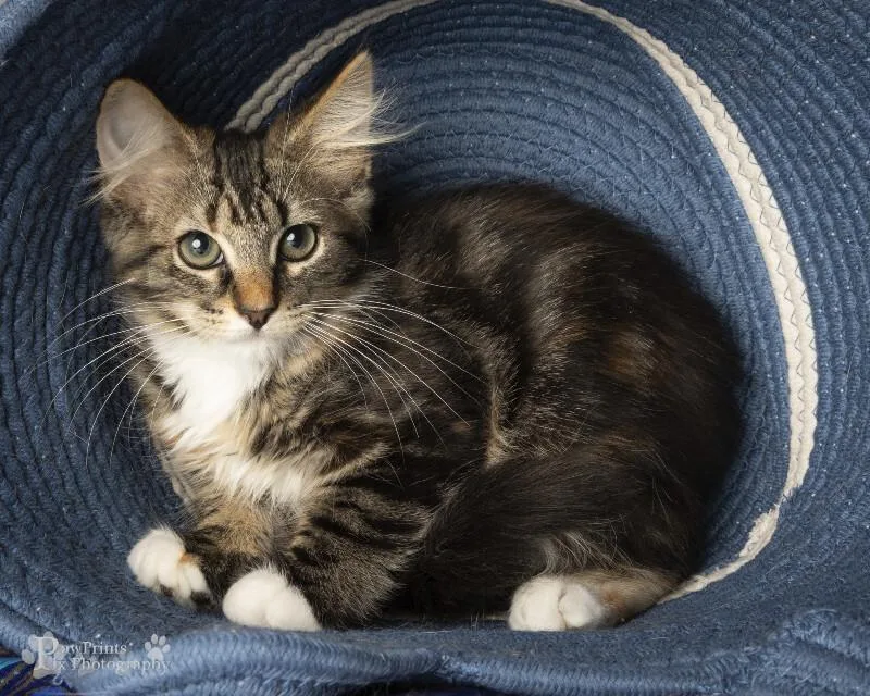 A young medium-sized female Tortoiseshell Domestic Medium Hair cat named Molly for adoption in Maryville, TN