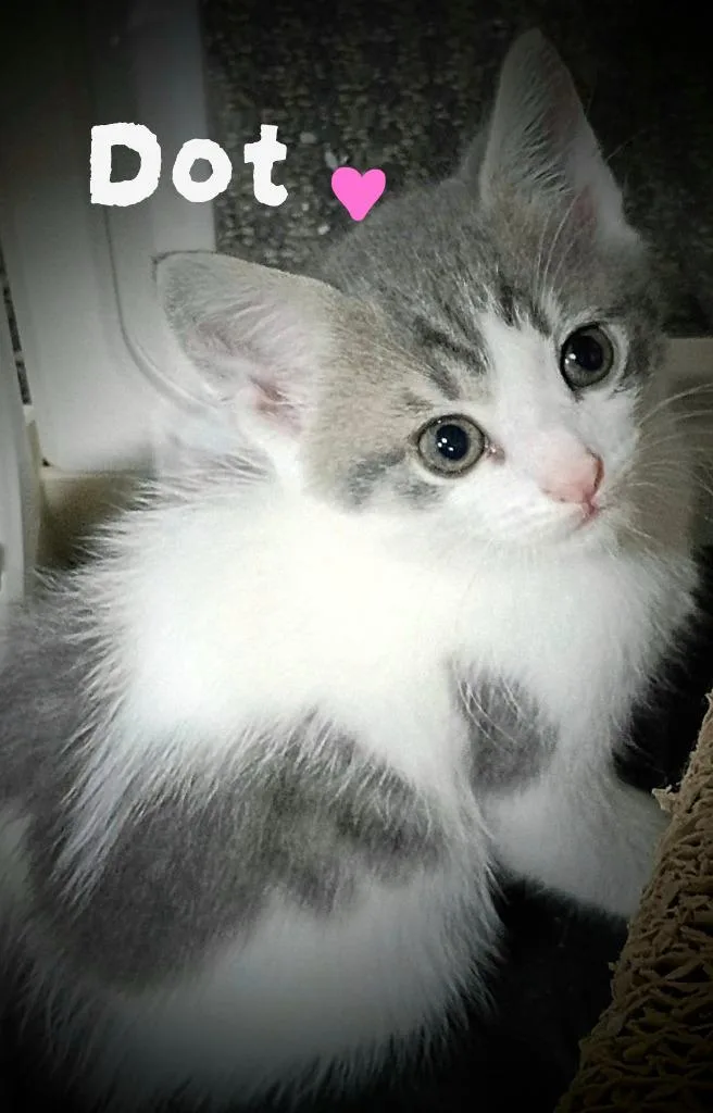 A baby medium-sized male Domestic Short Hair cat named Dot Candy for adoption in Parkville, MD