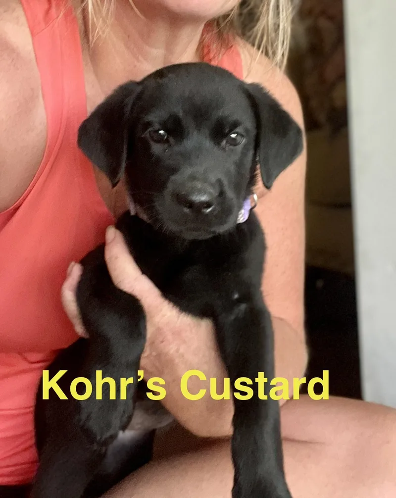 A baby large-sized female Black Labrador Retriever dog named Kohrs custard for adoption in Whiting, NJ