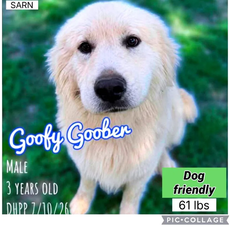 Goofy Goober thumbnail 3