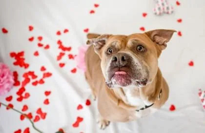 An adult large-sized female Yellow / Tan / Blond / Fawn Pit Bull Terrier dog named Sequoia for adoption in Kansas City, MO