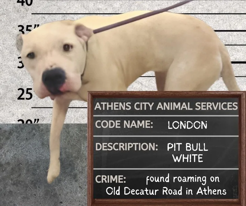 An adult medium-sized male Pit Bull Terrier dog named London Stray Until for adoption in Athens, AL