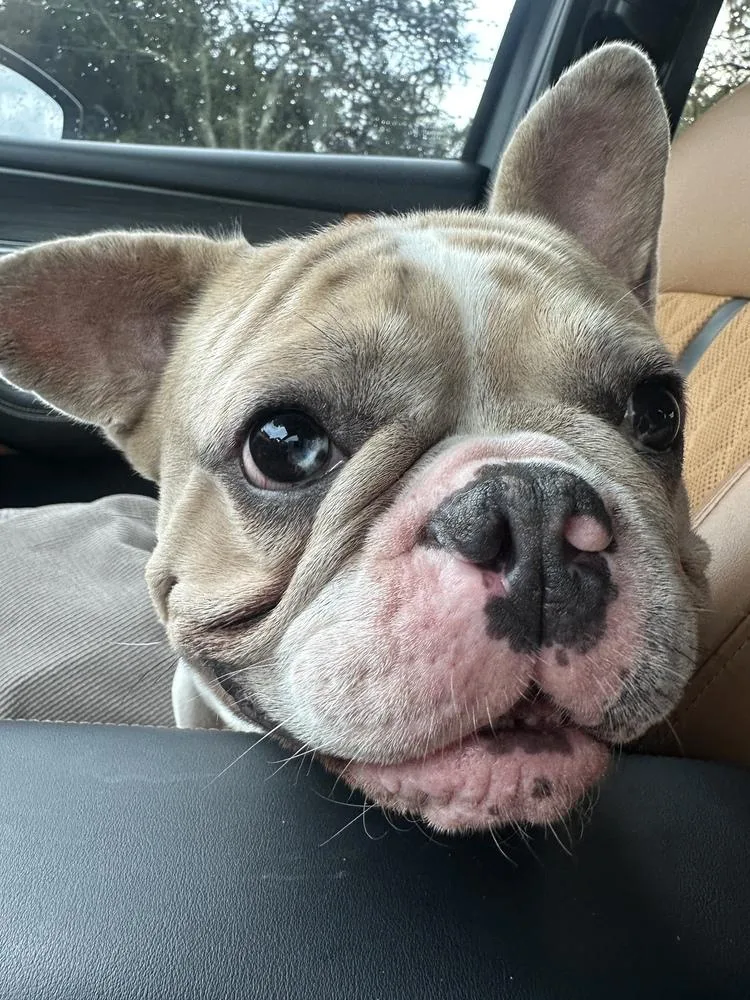 An adult medium-sized male Tricolor (Brown, Black, & White) American Bulldog dog named Squishy for adoption in Lakeland, FL