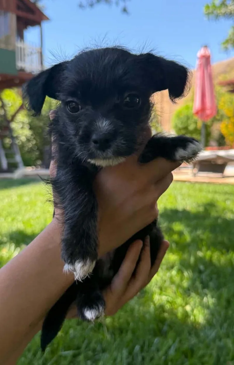 A baby small-sized female Bicolor Maltese dog named Mj for adoption in Reseda, CA