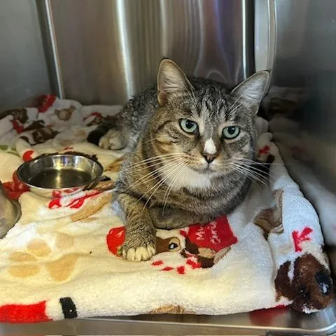 An adult large-sized male Domestic Short Hair cat named Bob for adoption in Knoxville, TN