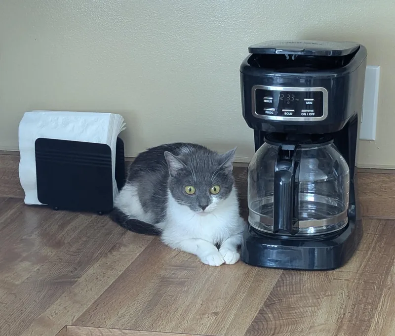 A young medium-sized female Gray & White Domestic Short Hair cat named Fern for adoption in Oberlin, OH