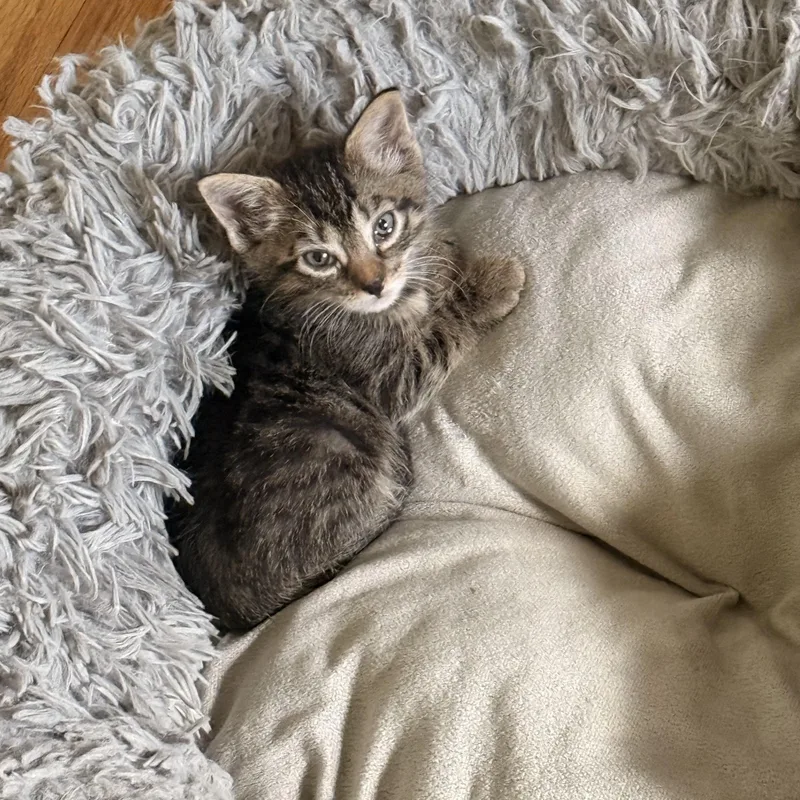 A baby medium-sized male Brown / Chocolate Domestic Short Hair cat named Bryce for adoption in Moriches, NY