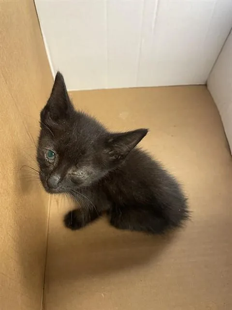 A baby small-sized male Domestic Short Hair cat named Lego for adoption in Stockton, CA