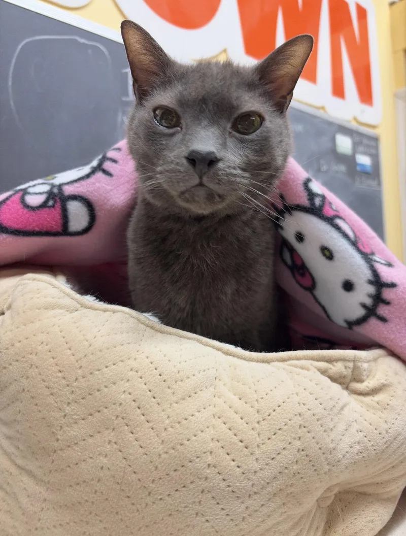 A senior medium-sized male Gray / Blue / Silver Domestic Short Hair cat named Old Shadow for adoption in Blasdell, NY