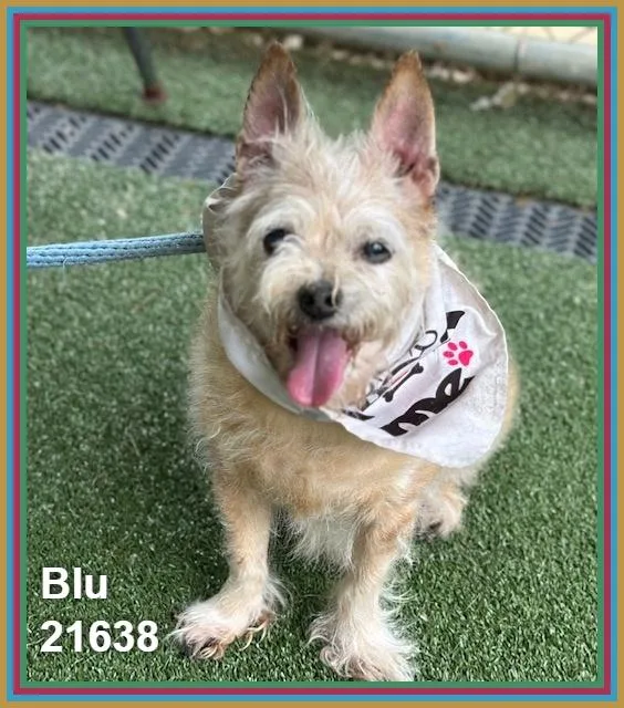 A senior small-sized male Yellow / Tan / Blond / Fawn Terrier dog named Blu for adoption in Marietta, GA