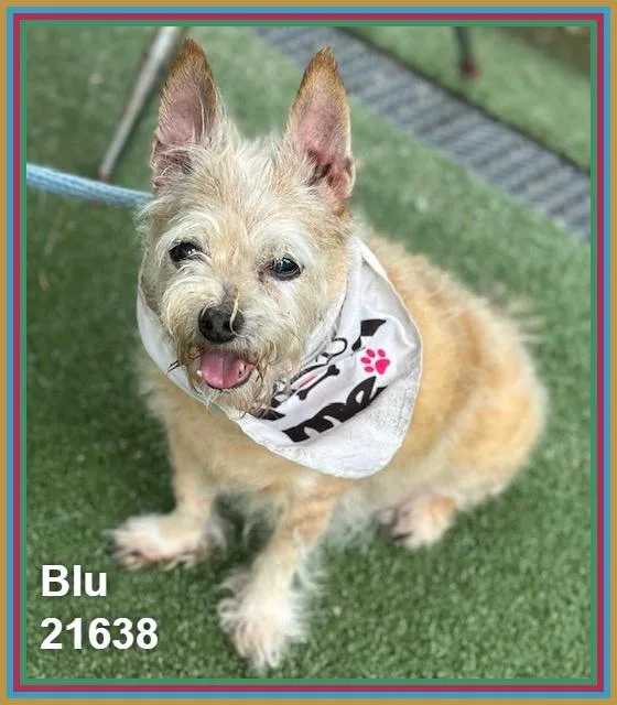 Blu thumbnail 4