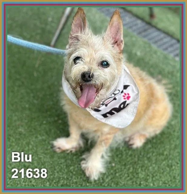 Blu thumbnail 6