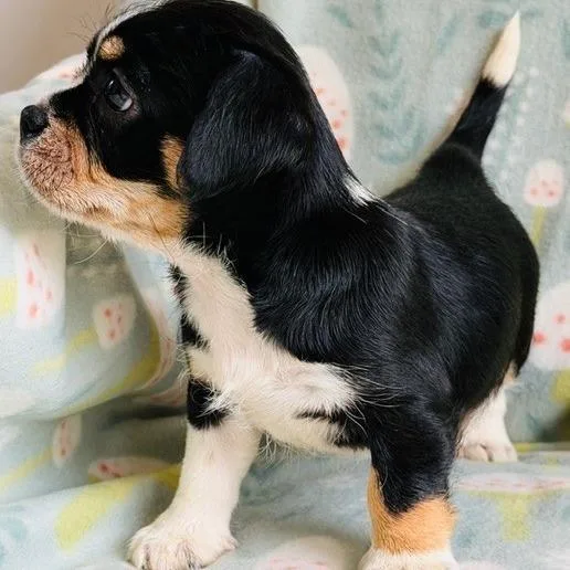 A baby small-sized female Black Mixed Breed dog named Rachael for adoption in Williston, FL
