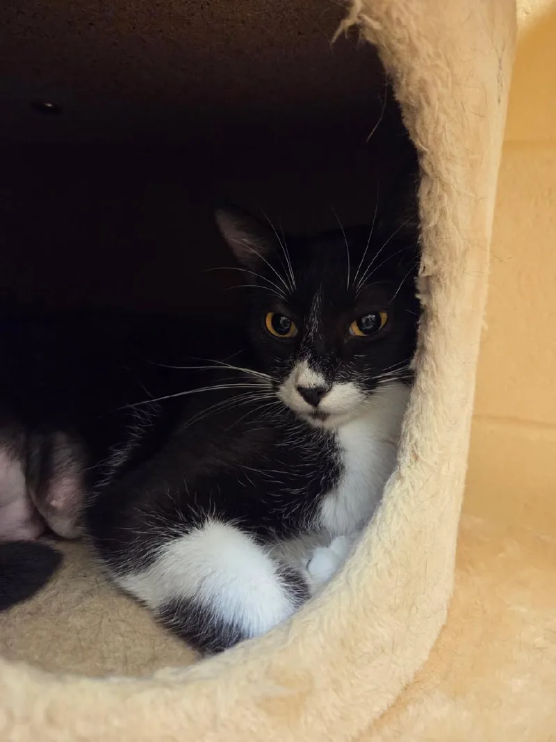 An adult medium-sized female Domestic Short Hair cat named Mami for adoption in Schertz, TX