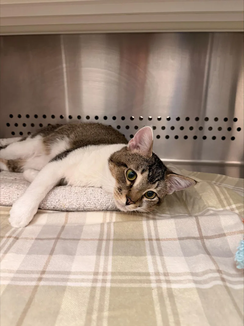 An adult medium-sized male Domestic Short Hair cat named Guapo for adoption in Herndon, VA