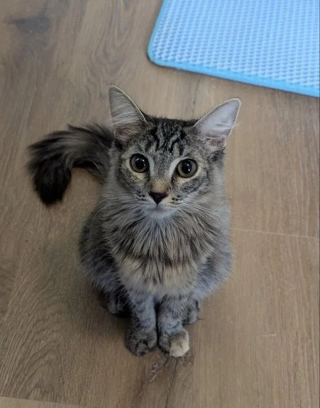 A young medium-sized female Domestic Long Hair cat named Price for adoption in Ocala, FL