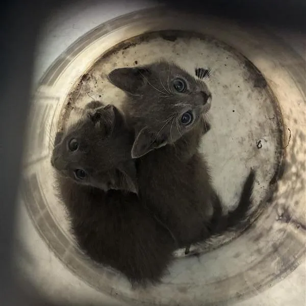 A baby small-sized male Gray / Blue / Silver Domestic Medium Hair cat named Flute for adoption in Greensboro, NC