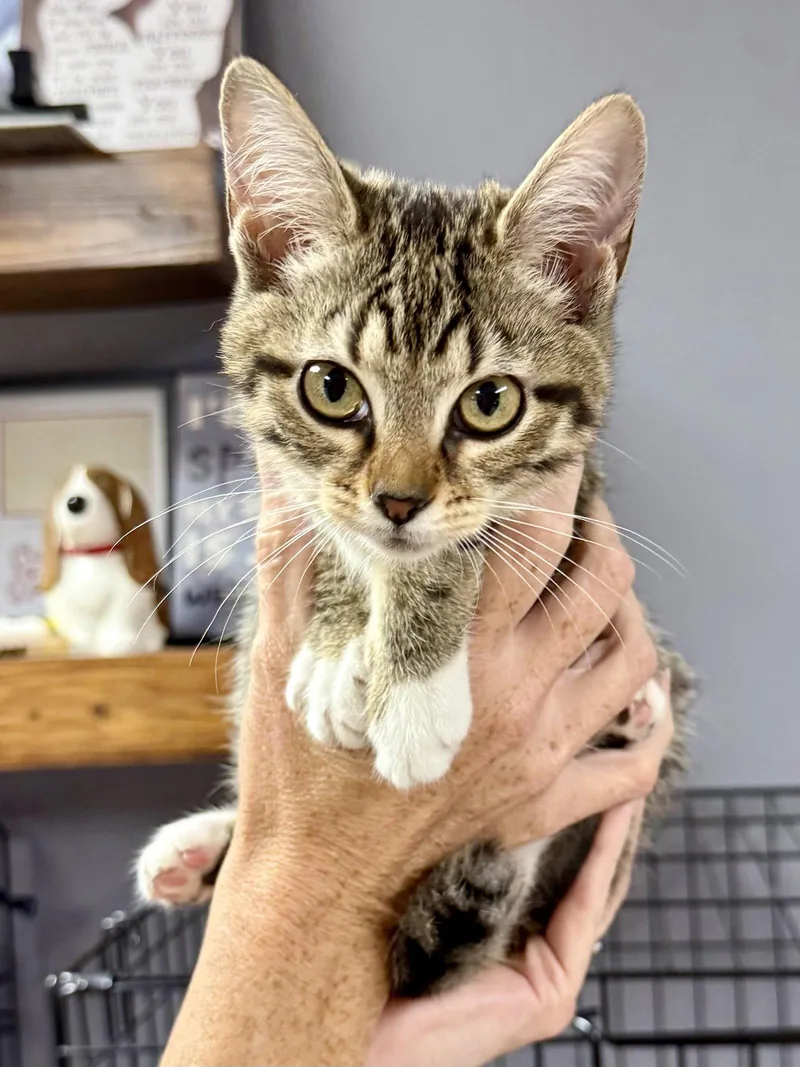 A baby medium-sized female Domestic Short Hair cat named CAT  Cookie for adoption in GILBERTS, IL