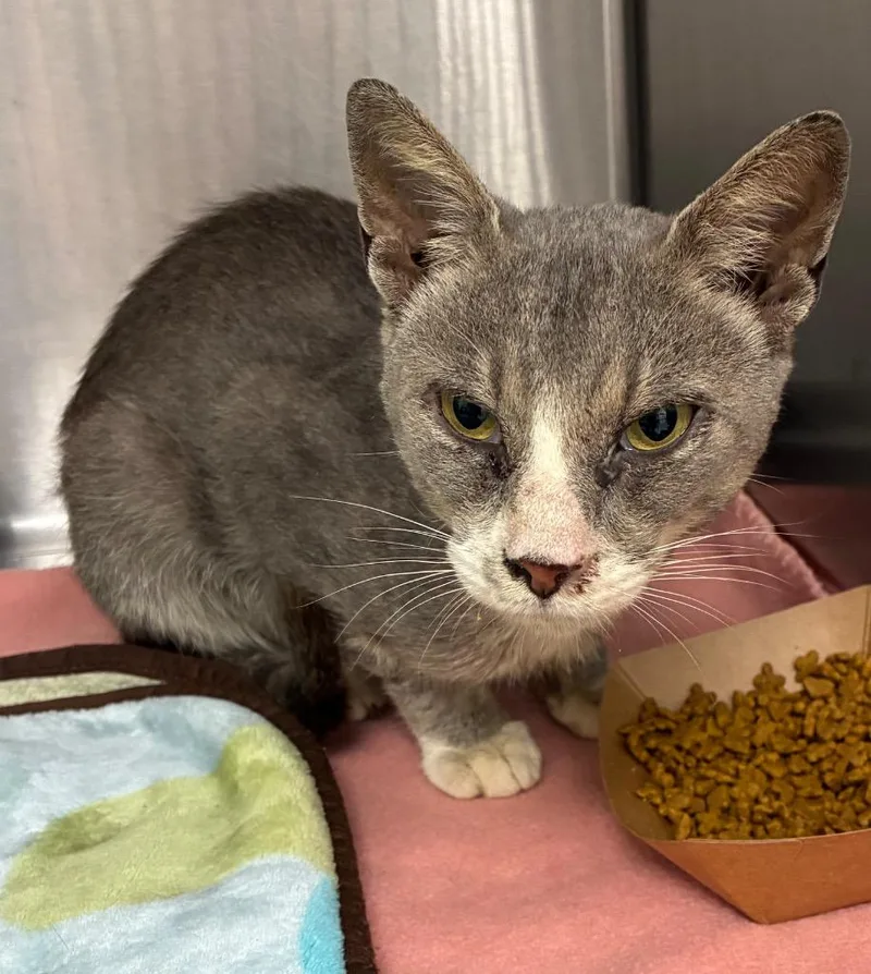 An adult medium-sized male Domestic Short Hair cat named Atticus for adoption in Hartsville, SC