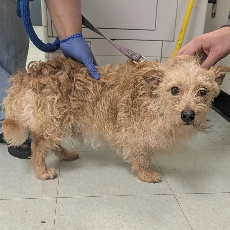 An adult small-sized male Mixed Breed dog named Bear Petrie for adoption in West Chester, PA