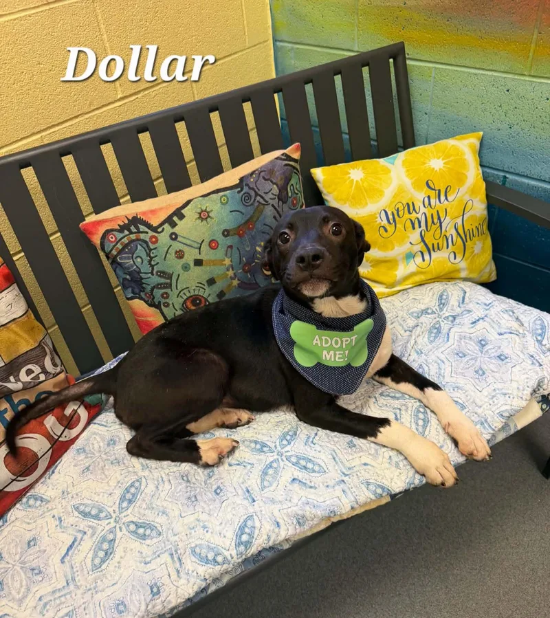 Dollar thumbnail 2