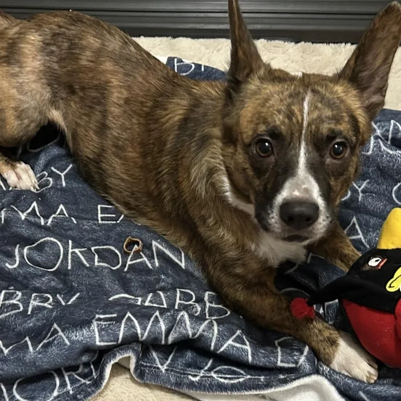 An adult small-sized female Brindle Cardigan Welsh Corgi dog named Tater Tot for adoption in Festus, MO