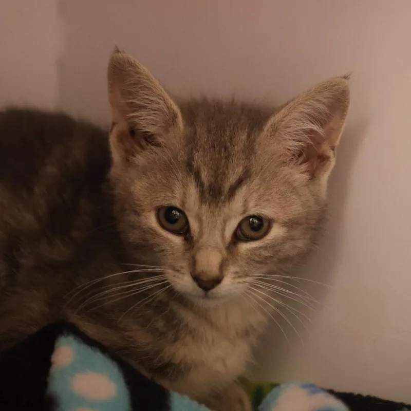 A baby small-sized female Gray / Blue / Silver Domestic Short Hair cat named Spwcstray__ for adoption in Briarcliff Manor, NY