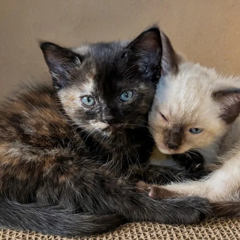 A baby small-sized female Tortoiseshell Domestic Short Hair cat named Debpurrah Vance for adoption in Westminster, CA