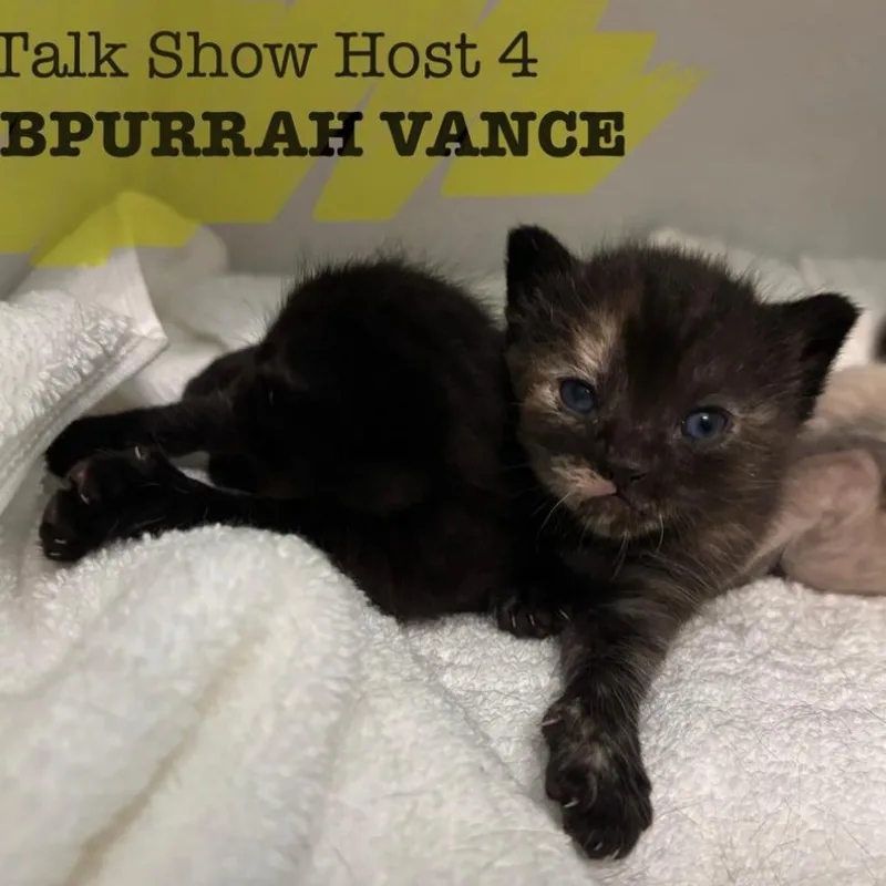 Debpurrah Vance thumbnail 4