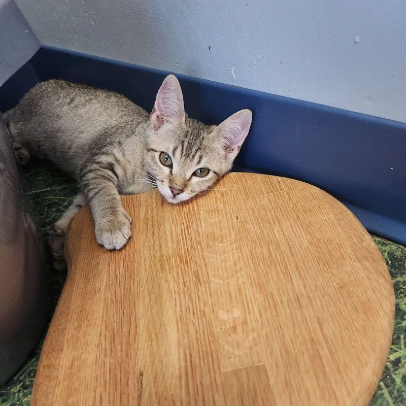 A young medium-sized female Tabby (Orange / Red) Domestic Short Hair cat named Mermaid for adoption in Kingman, AZ