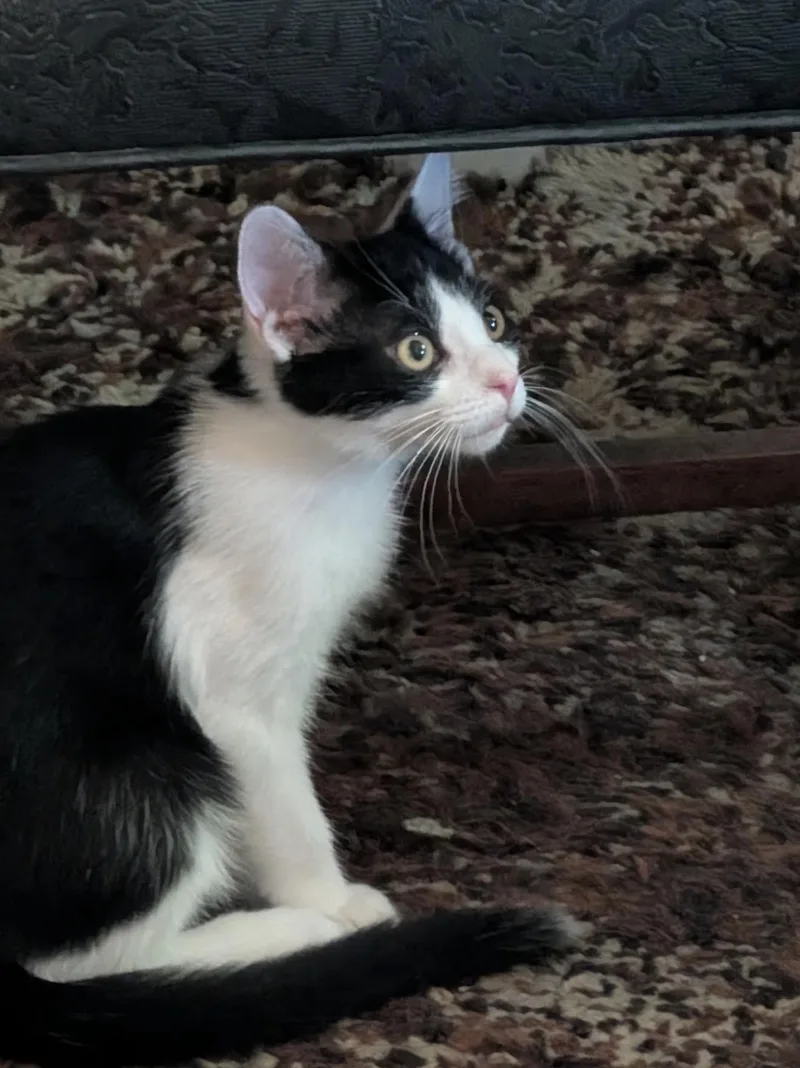 A young small-sized male Domestic Short Hair cat named Whitty for adoption in Lockport, IL