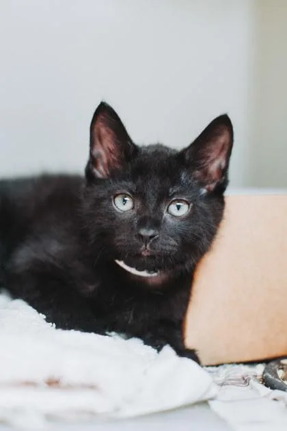 A baby small-sized female Domestic Short Hair cat named a Coconut Petco West for adoption in North Charleston, SC