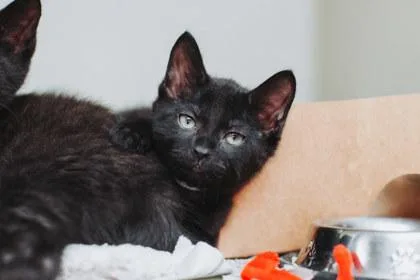 a Coconut Petco West thumbnail 2