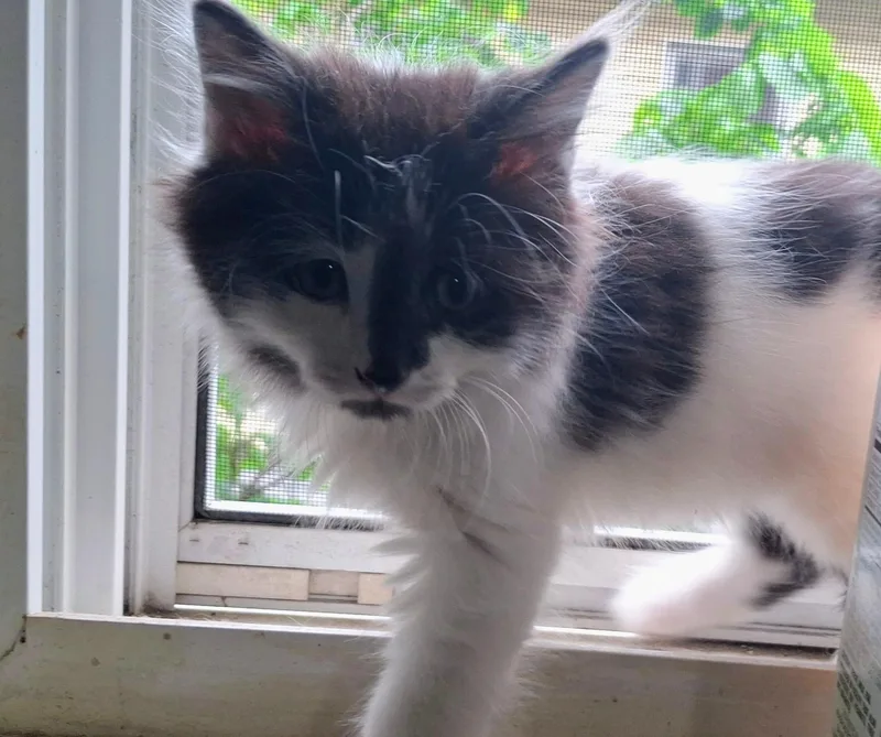 A baby small-sized male Domestic Short Hair cat named Basil for adoption in Canton, CT