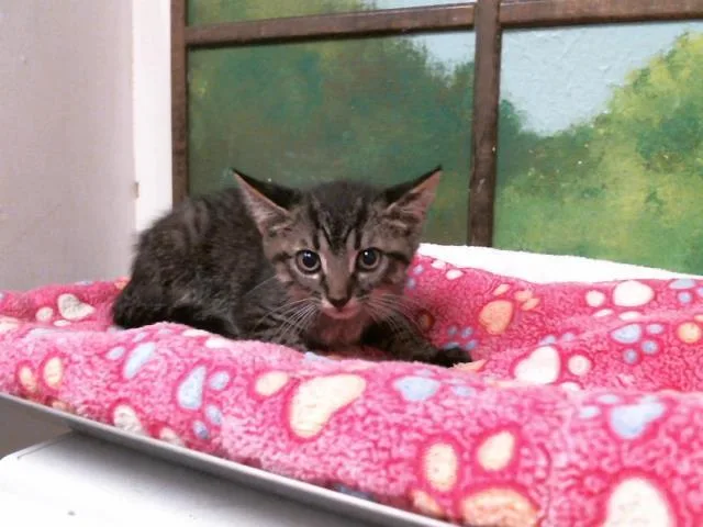 A baby small-sized male Domestic Short Hair cat named Victor for adoption in Houston, TX