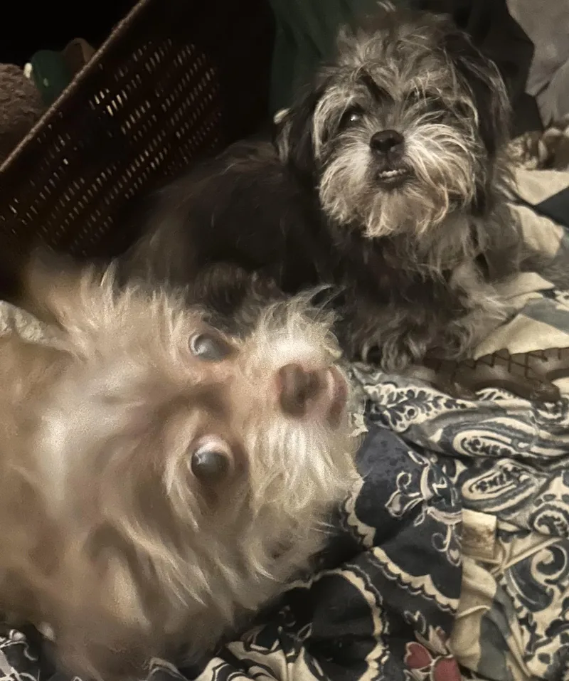 A senior small-sized female Black Shih Tzu dog named Fuzzy and Bubbles for adoption in Oak Ridge, NJ