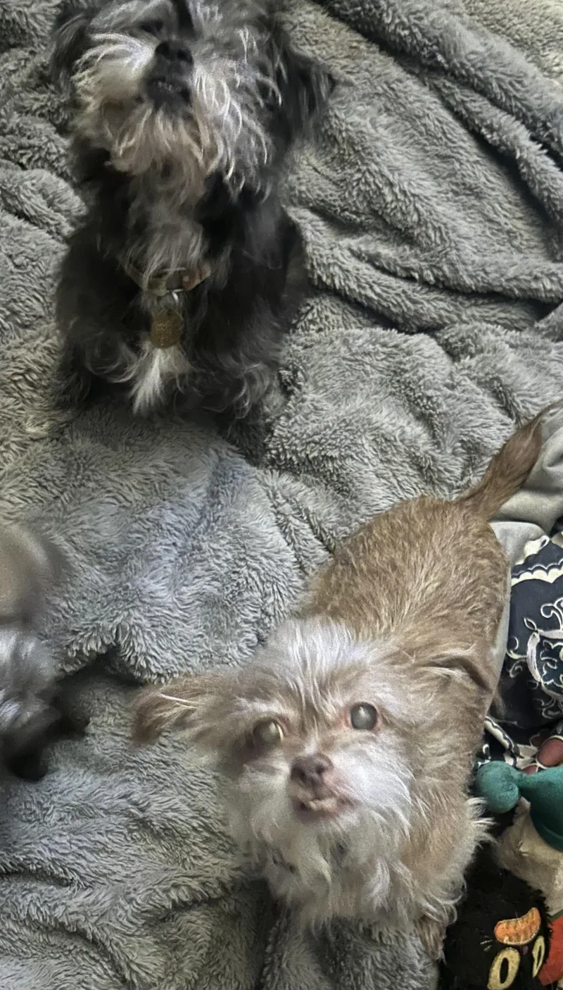 Fuzzy and Bubbles thumbnail 3