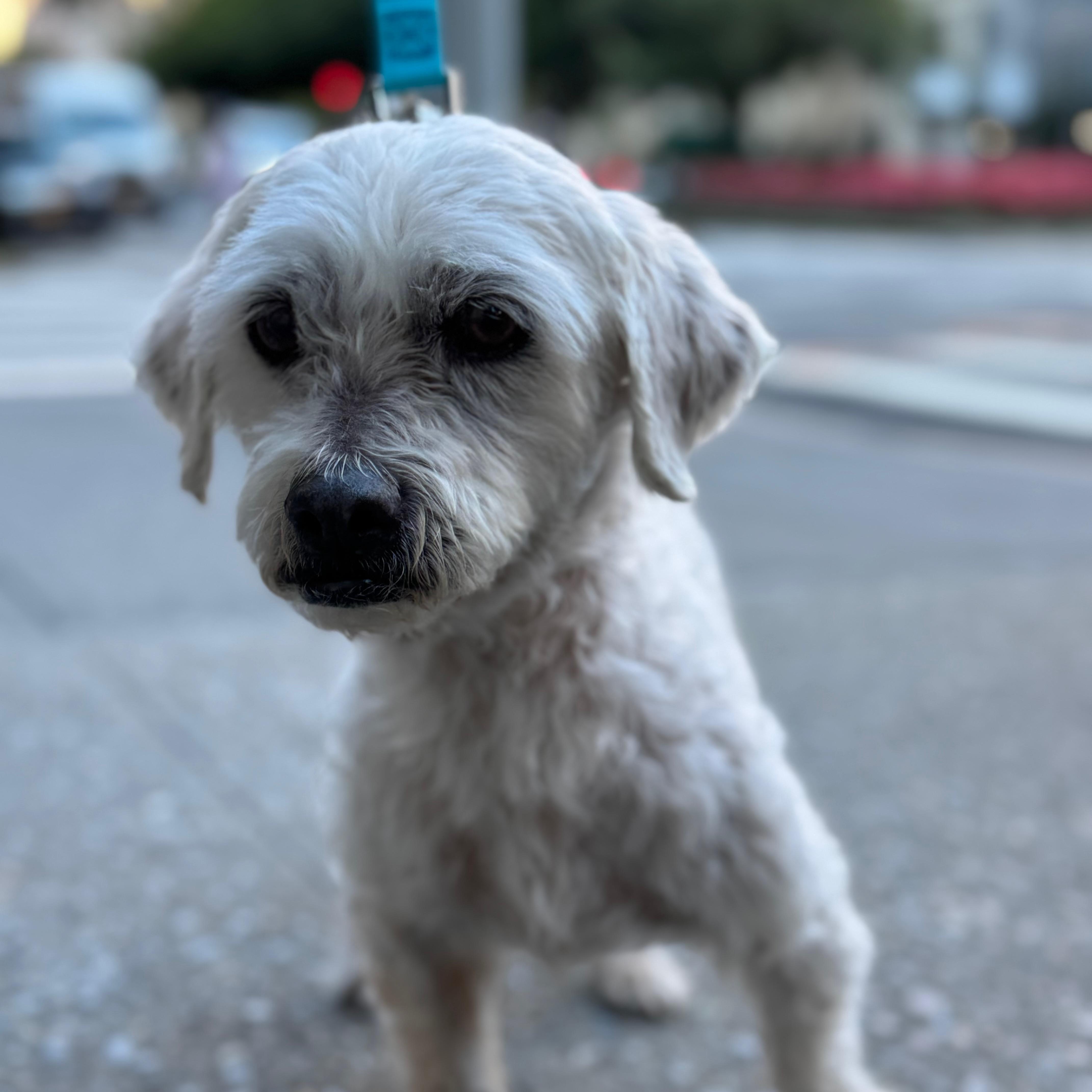 A senior small-sized male Miniature Poodle dog named Anjos for adoption in Brooklyn, NY