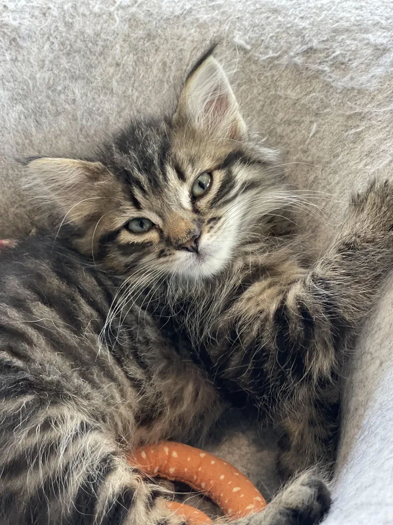 A baby medium-sized male Domestic Long Hair cat named TaiLung for adoption in Bonners Ferry, ID