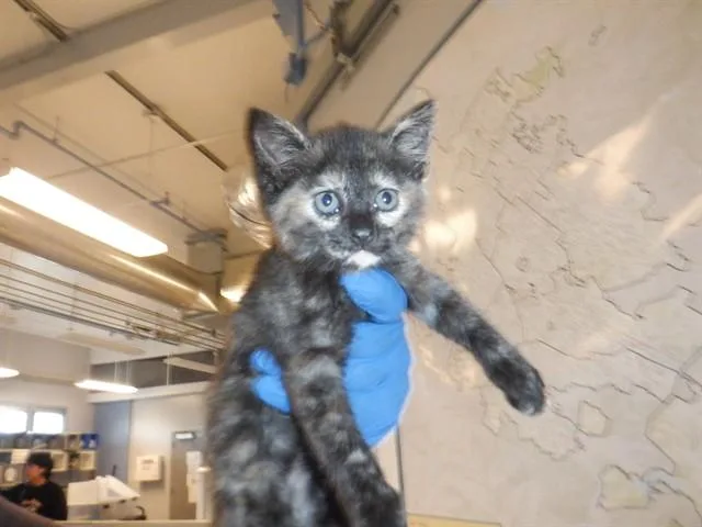 A baby small-sized female Domestic Short Hair cat named Ginger for adoption in San Jose, CA