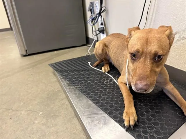 A young medium-sized male Pit Bull Terrier dog named Chip for adoption in Ontario, CA
