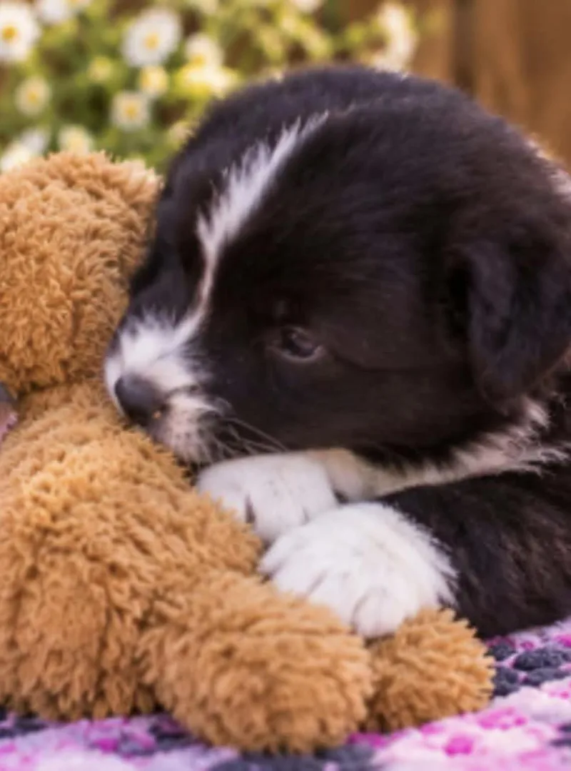A baby medium-sized female Black Collie dog named Noelle for adoption in Batesville, AR