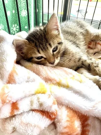A baby small-sized female Domestic Short Hair cat named Geaux Cup for adoption in New Orleans, LA