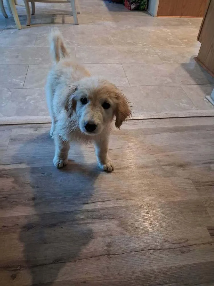A baby large-sized male Great Pyrenees dog named Colton for adoption in Aurora, IN