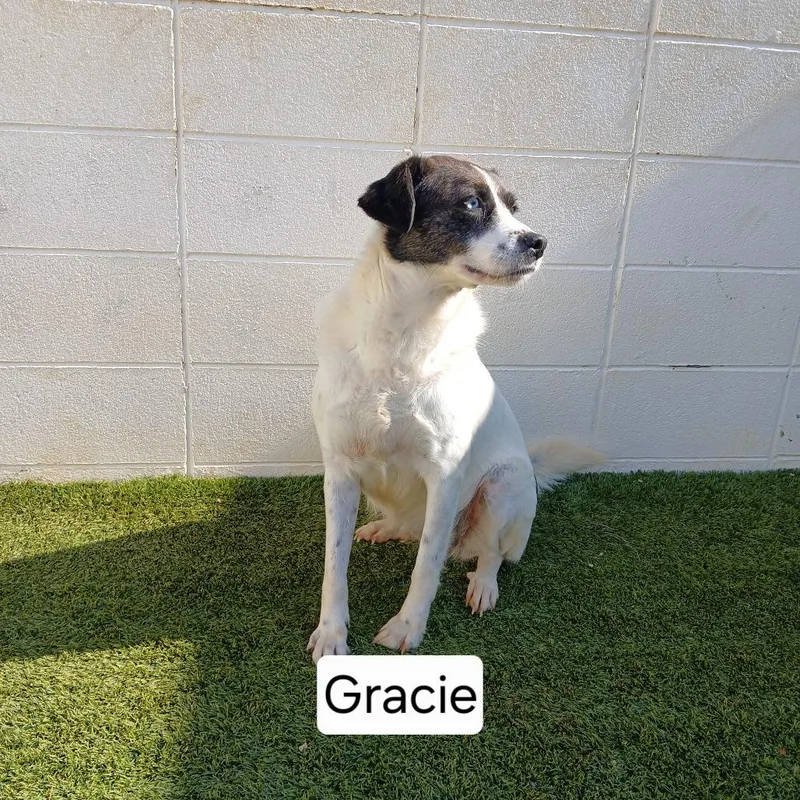 Gracie thumbnail 3