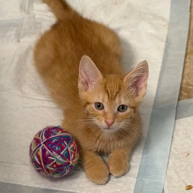 A baby small-sized male Orange / Red Domestic Short Hair cat named Vesper for adoption in Chattanooga, TN