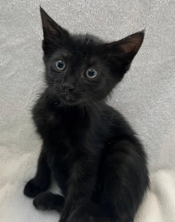 A baby small-sized female Domestic Short Hair cat named Tilapia for adoption in Staten Island, NY