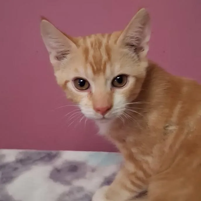A young medium-sized male Orange & White Domestic Short Hair cat named Rusty for adoption in Merced, CA