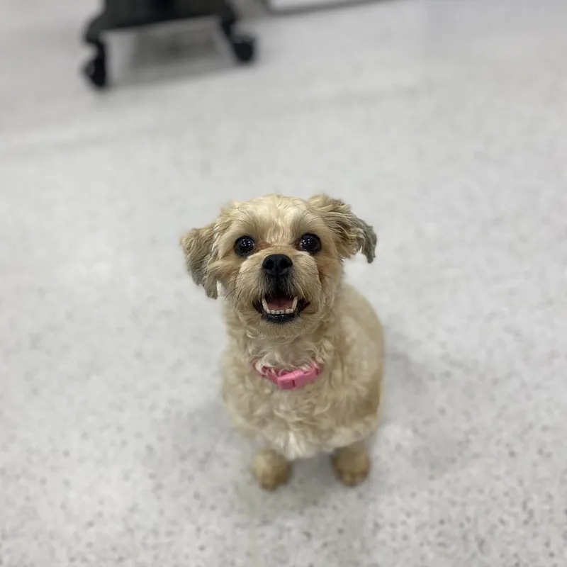 An adult small-sized female Shih Tzu dog named Cannoli for adoption in Middle Village, NY